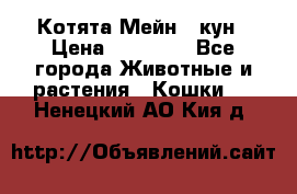 Котята Мейн - кун › Цена ­ 19 000 - Все города Животные и растения » Кошки   . Ненецкий АО,Кия д.